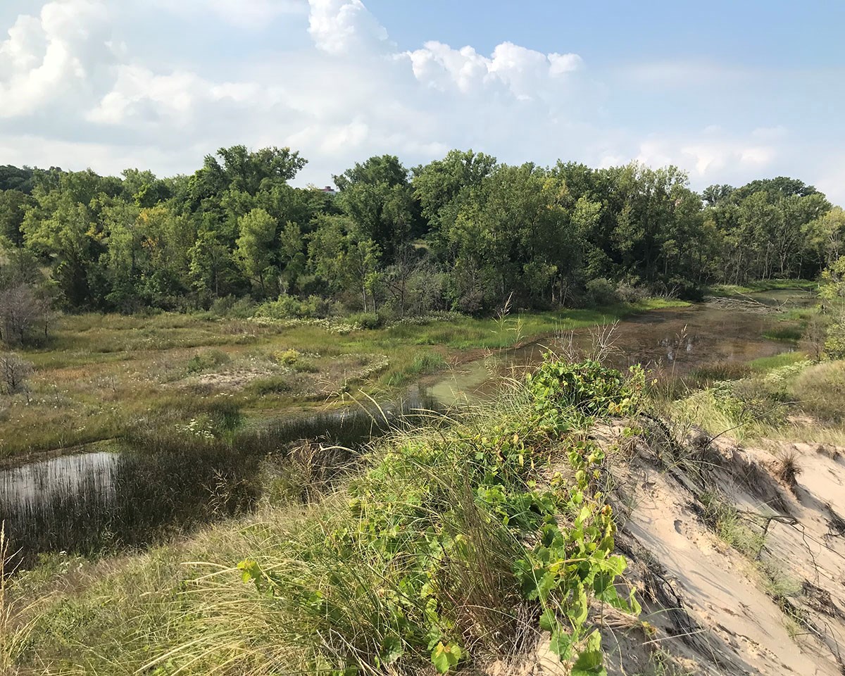 a wide open area of tall thick grasses