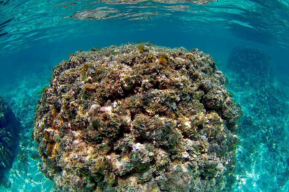 a healthy purple coral