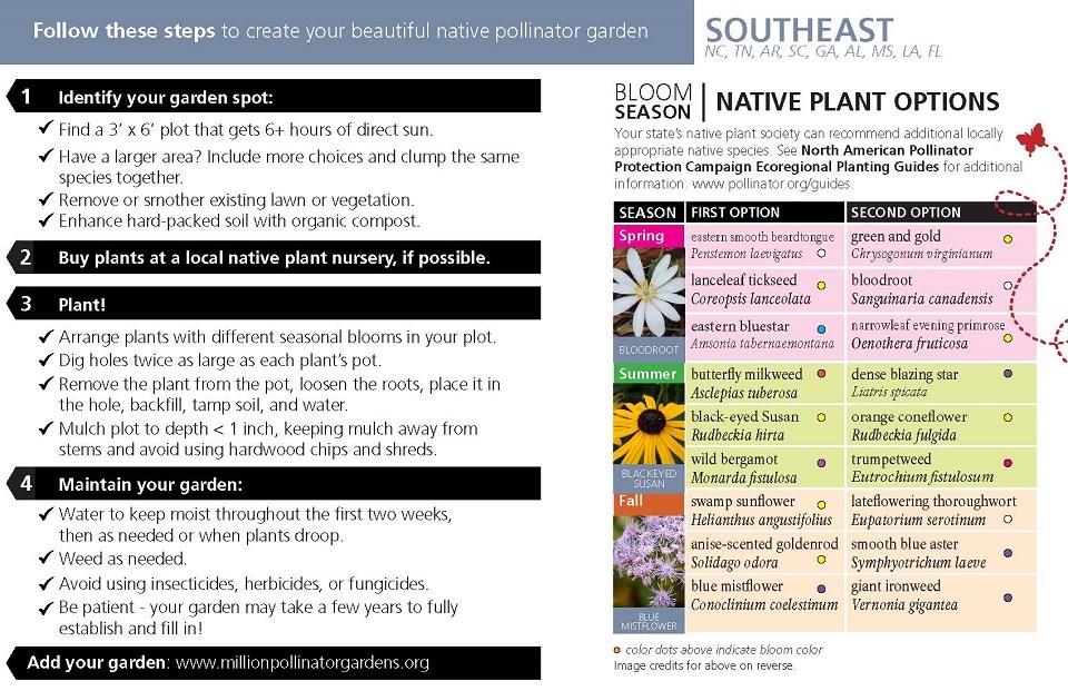 Southeast Region Pollinator Card (front)