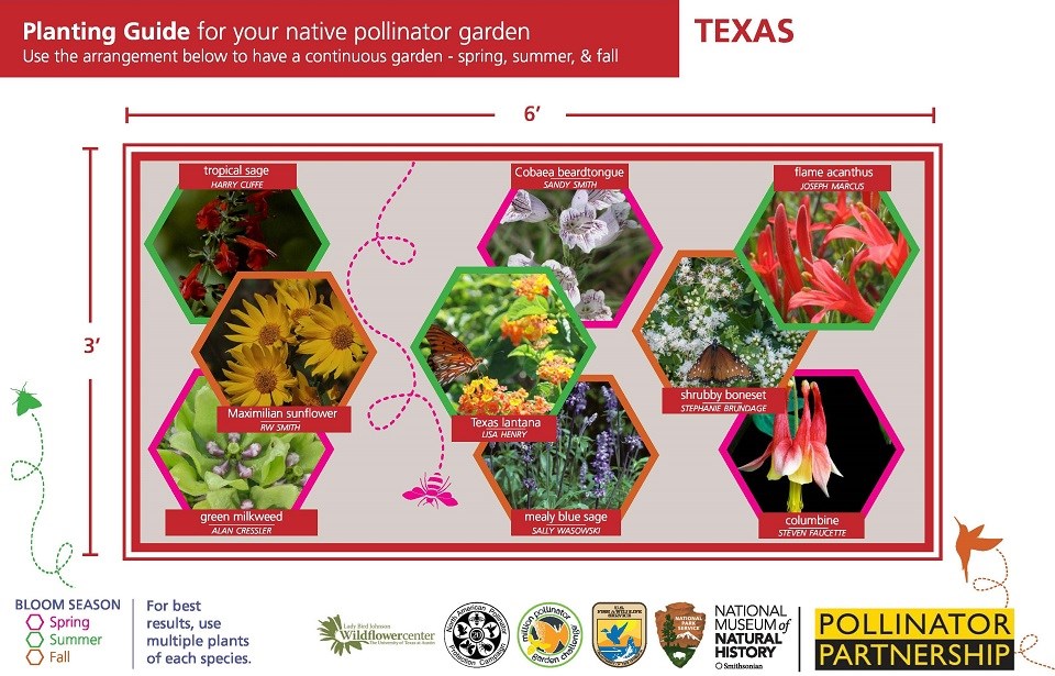 Texas Region Pollinator Card (front)