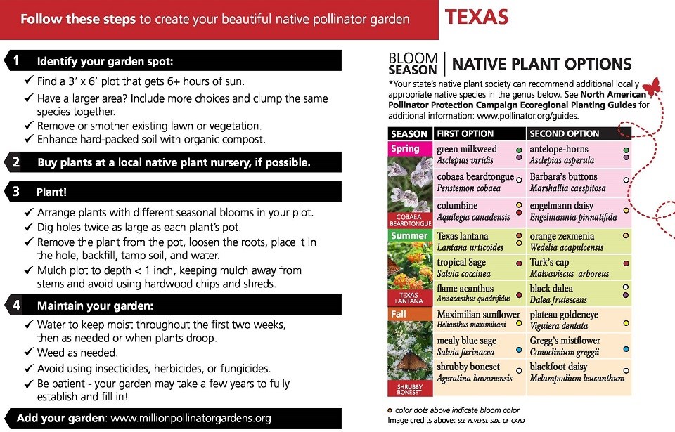 Texas Region Pollinator Card (front)