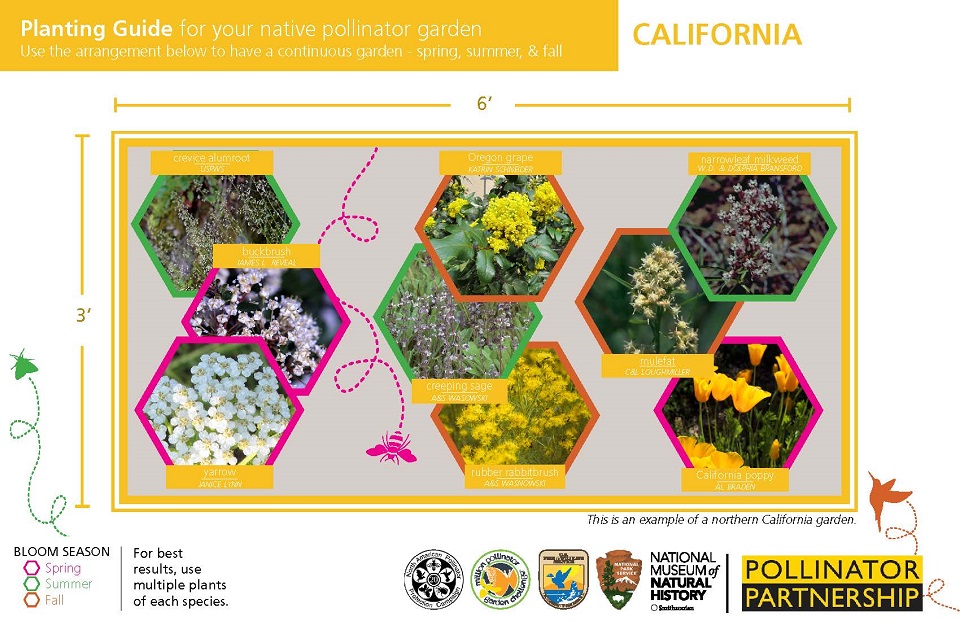 California Pollinator Card (front) - full alt text available below image