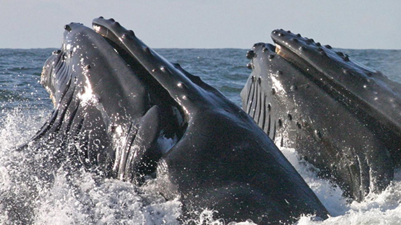 Humpback Whale Calls