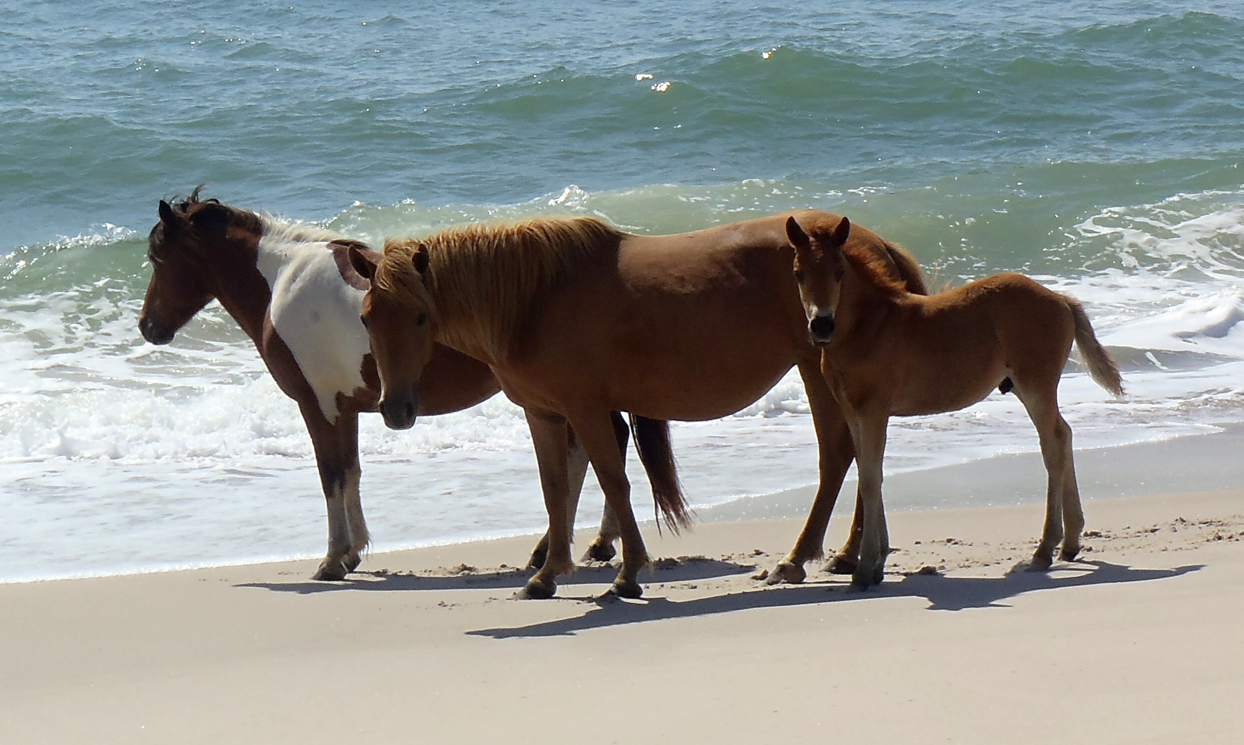 Image result for Assateague Island National Seashore site:.gov