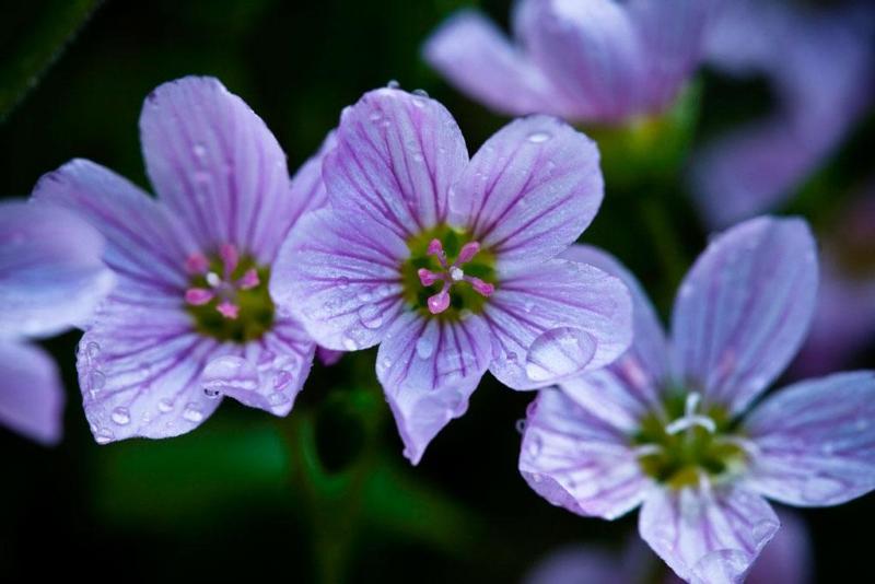 Photo Gallery U S National Park Service Alaska Spring Beauty