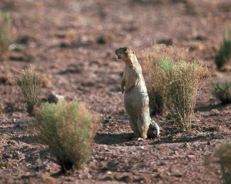 Photo Gallery (U.S. National Park Service)