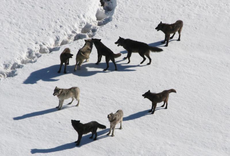 The Gibbon wolf pack pauses in the snowy landscape.