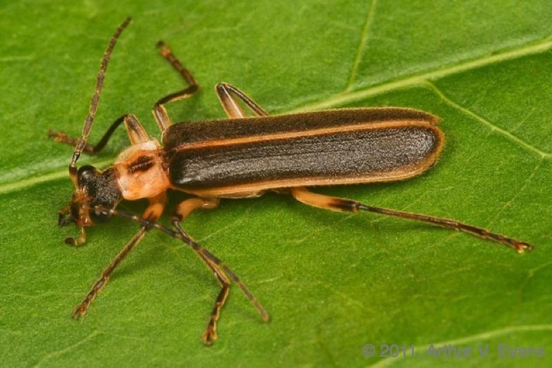 Photo Gallery (U.S. National Park Service)