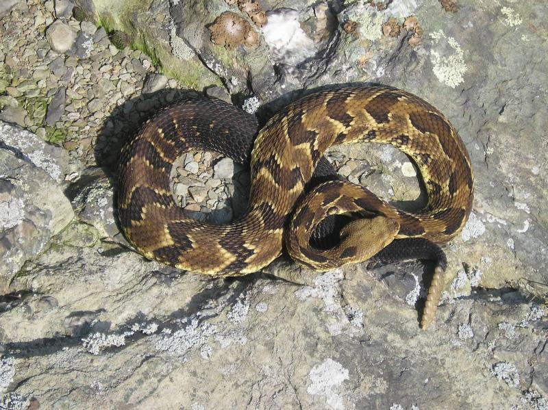A timber rattlesnake in Virginia