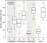 Graph of box plots that show mean species richness of upland and riparian plots 