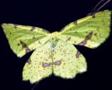 False crocus geometer moth (Xanthotype utricaria), Congaree National Park