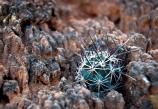 A cryptobiotic soil crust at Arches National Park is home to a young fish hook cactus