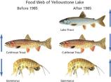 Illustration of tropic cascade in food web of cutthroat trout, lake trout, and invertebrates