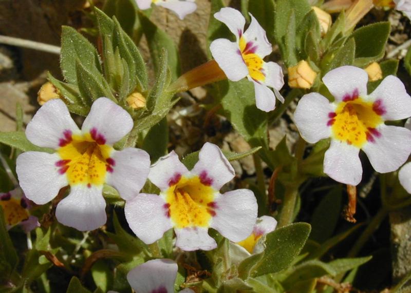 Mimulus rupicola Most visited national parks, Fall