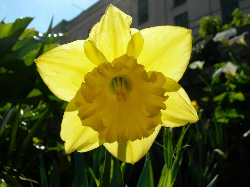 Common name: Daffodil Scientific name: Narcissus ‘Carlton’ Origin 