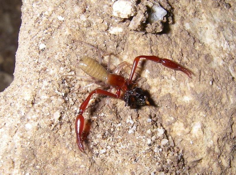 What do scorpions eat?