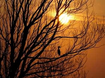 An egret perches in a bare tree, silhouetted against a golden sky and setting sun.