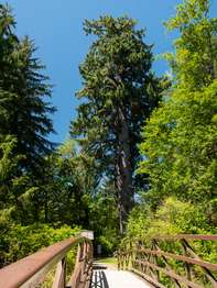 A massive tree viewed from across a small bridge.