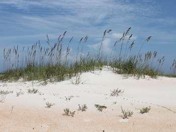 thin stalks of grass like vegetation emerge from sandy dunes