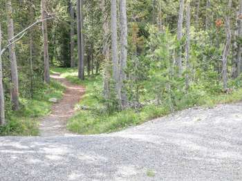 A trail drops down from a paved parking area and enters a conifer forest.