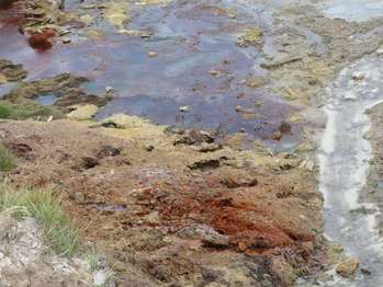 Plants and thermophile growing around a small body of water.