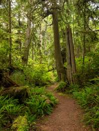 A path through the forest.