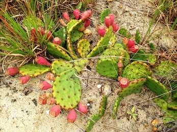 The bright green prickly pear cactus sports edible red fruit - and not so friendly sharp spines.