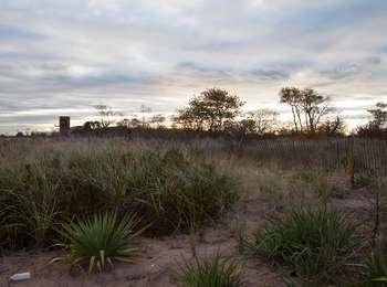 A low hanging sun is reflected in streaks of clouds over the spiky yucca plants and beach scrub growing in the sandy soil.