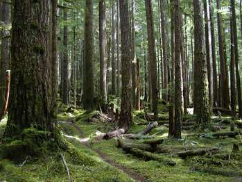 A trail through a green forest.