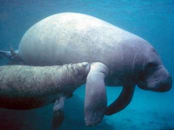 two gray manatees swimming in clear blueish water
