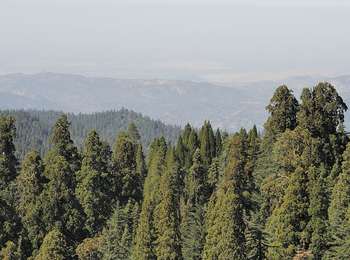 Rounded and pointed treetops with lower hills in the distance