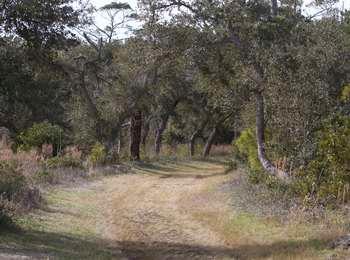 Grassy path of the Open Ponds Trail passes the Buxton British Cemetery and heads into the maritime forest on the eastern end.