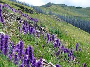 Purple flowers on a steep hillside with burned trees and a fire tower building on top of a mountain