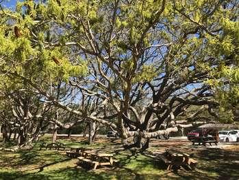 a gnarly live oak provides shade for park benches