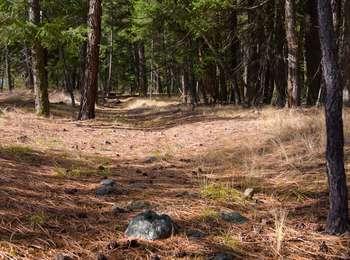 Depression in the ground from Oregon trail traffic within a Ponderosa Pine forest