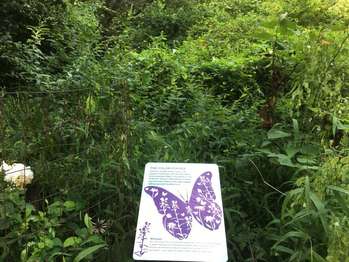 An interpretive marker with a purple butterfly on it surrounded by several leafy green bushes