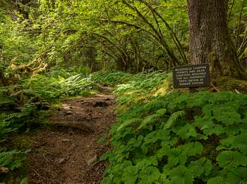 A path through green forest. A small sign beside the trail reads