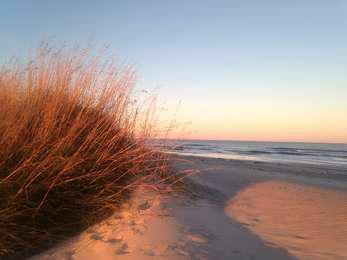Sea oats on the dunes are turned orange in the sunset, which also paints the sky shades of pink, orange, yellow, and blue.