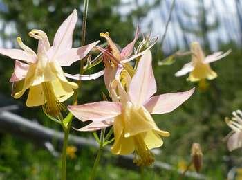 A flower with yellow and pink petals