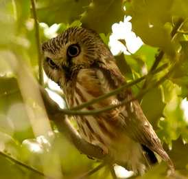 An Eastern Screech Owl takes shelter from the sun among thick green leaves.