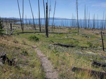 Bare ground trail leads off through a burned forest near the shore of a large lake.
