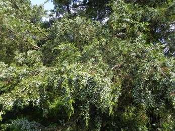 The Eastern red cedar or red juniper can survive sandy soil conditions by producing evergreen leaves.