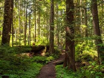 A trail through the forest.