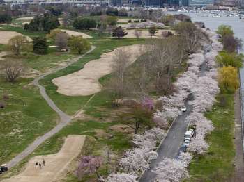 High angle view of a golf course with a broad river to the right and a road near the waterfront lined with pink-flowering trees.