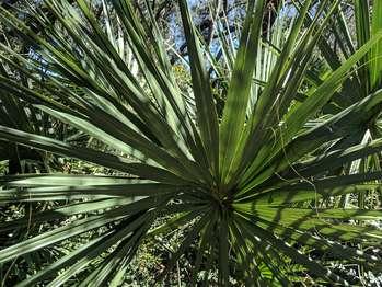 Mounted on top of the wooden rail along the Nature Trail boardwalk, is a horizontal panel with a touchable bronze model.  On the left and right sides of the panel, black text in English and Spanish reads:  Sabal &amp; Saw. These palms both have long, narrow, blade-like fronds that radiate from a center point, but differ in their stem connection. Sabal palms have a defined center midrib and the saw palms have sharp, saw-toothed leaf stems.  End of Text  In the center between the 2 columns of text, is a bronze 4-inch square with a touchable model of 2 palm leaves and raised letters in English, Spanish, and Braille. Along the top, Saw palm leaves; along the bottom, Sabal palm leaves. Directly in front of the panel is a maritime forest with a tree canopy overhead. [End of message]