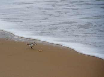 Sanderling runs along the surf on the beach