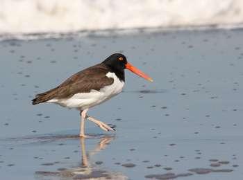 An American Oystercatcher, noted for its long orange beak, walks at the water’s edge, on the prowl for breakfast.