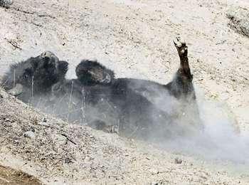 A bison rolls in dry dirt