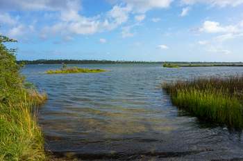 Dark blue water with green grass sticking out in various places. Green trees and a bright blue sky in the background.