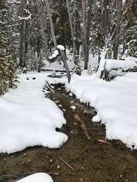 Snow covers the ground and trees, while the wetland seep still is exposed and covered with green plants.